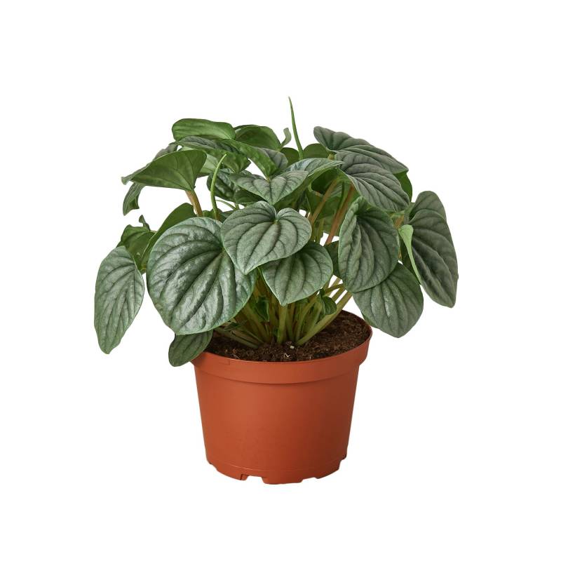 Peperomia Frost - Image 8