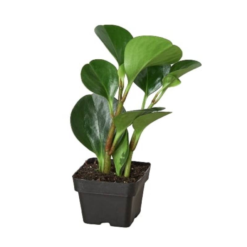 Peperomia Thailand - Image 5