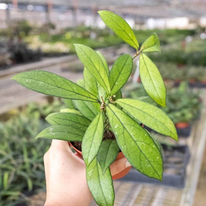 Hoya Crassipetiolata