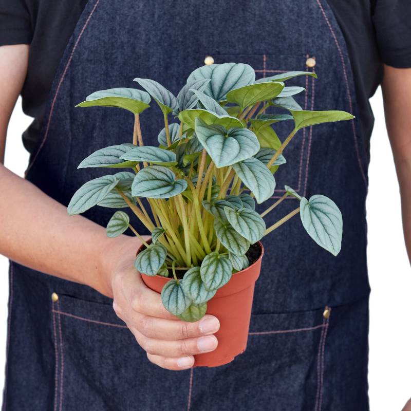 Peperomia Frost - Image 6