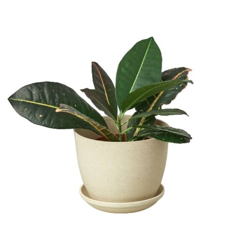 Plant Fiber Pot - 6 Inch - Image 2