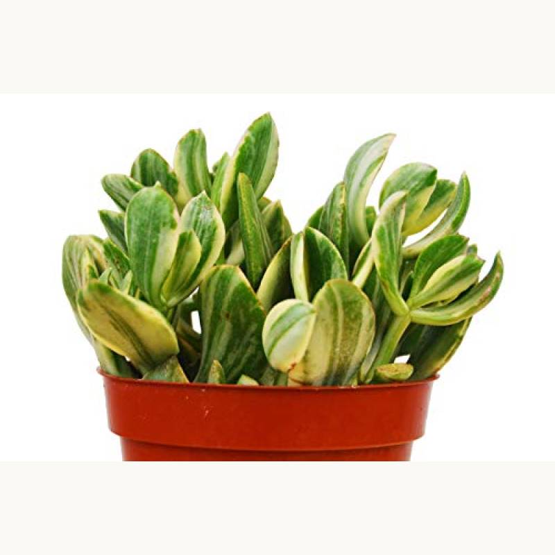 Succulent Crassula Ovata Variegated Jade