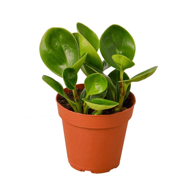 Peperomia Thailand - Image 4