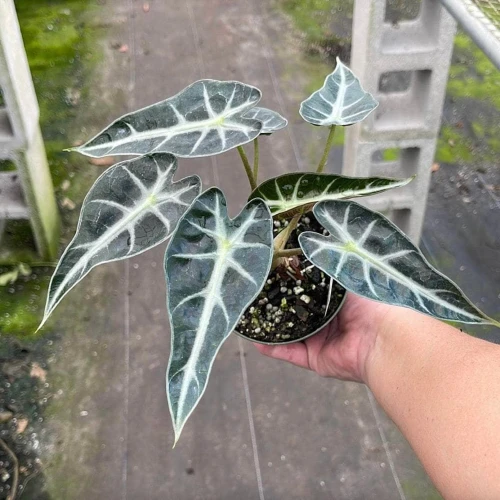 Alocasia Amazonica Bambino
