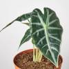 Alocasia Amazonica Bambino