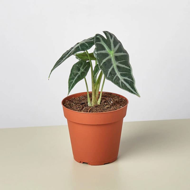 Alocasia Amazonica Bambino