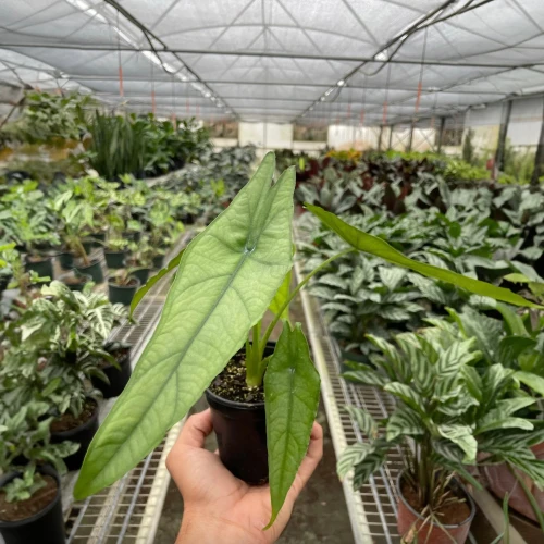 Alocasia Dragons Breath