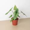 Alocasia Dragons Breath