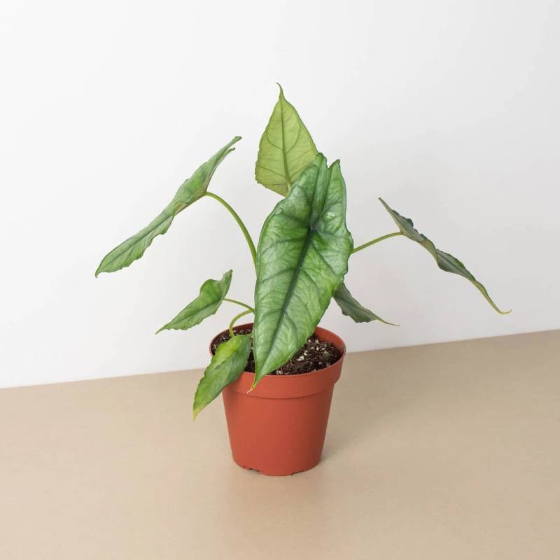 Alocasia Dragons Breath