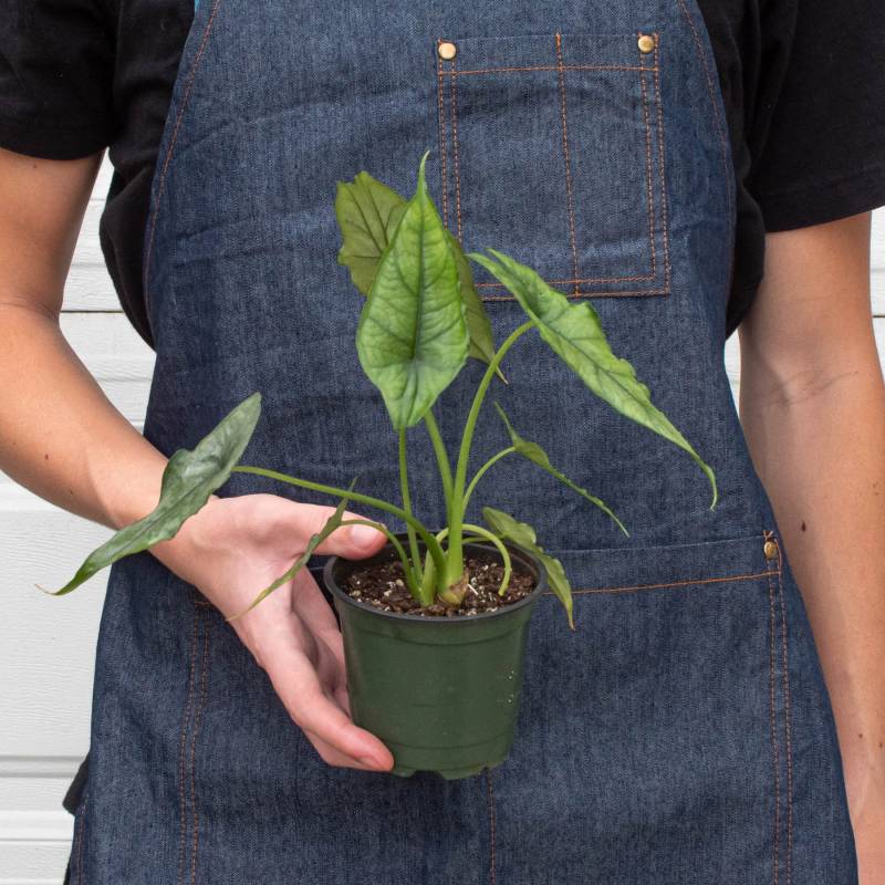 Alocasia Dragons Breath