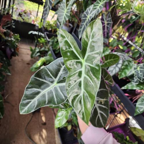 Alocasia Ebony