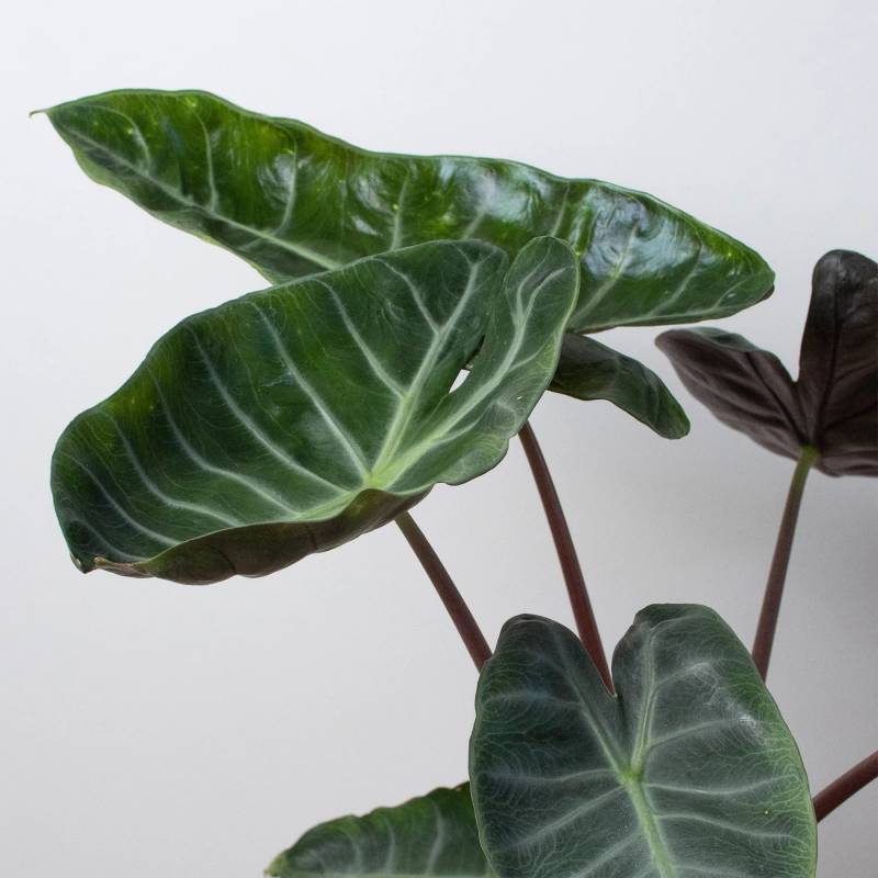 Alocasia Ebony