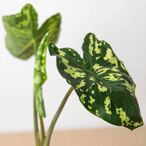 Alocasia Hilo Beauty