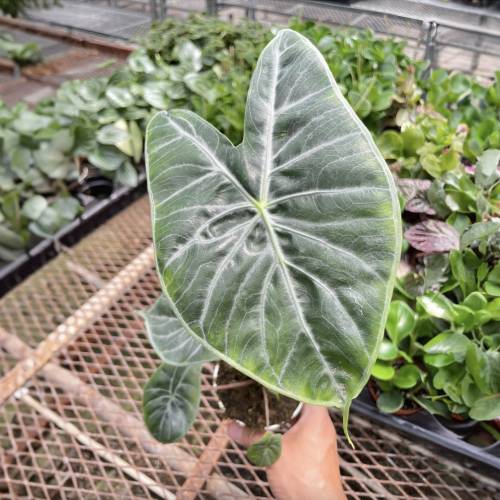 Alocasia Ivory Coast