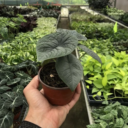Alocasia Melo
