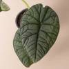 Alocasia Melo