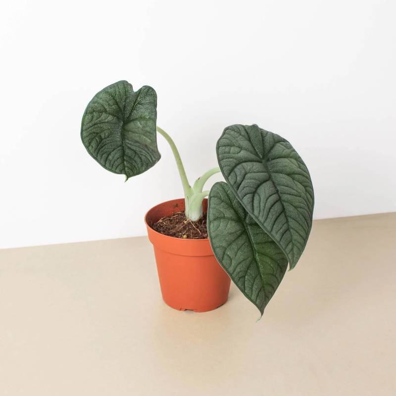 Alocasia Melo