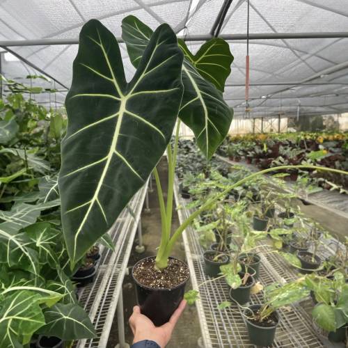 Alocasia Micholitziana Frydek