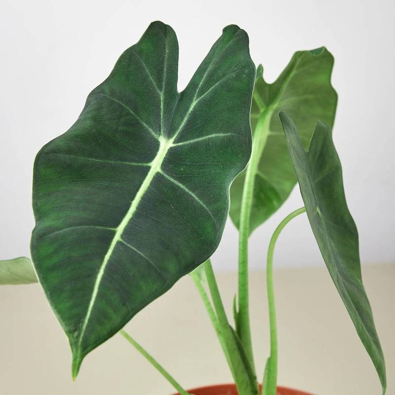 Alocasia Micholitziana Frydek