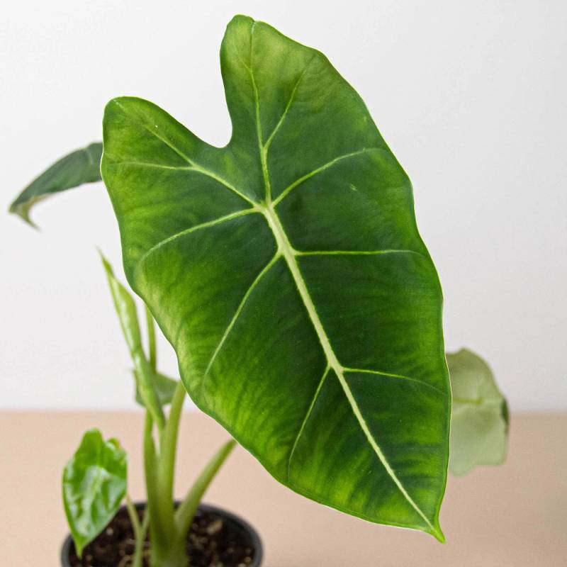 Alocasia Micholitziana Frydek