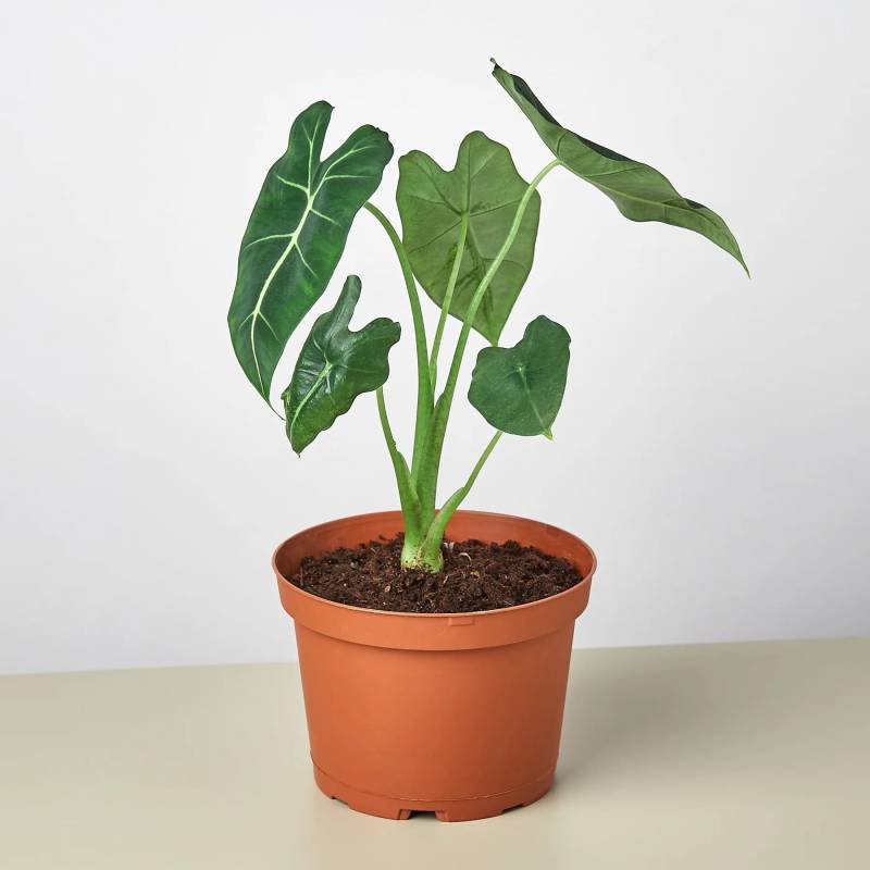 Alocasia Micholitziana Frydek