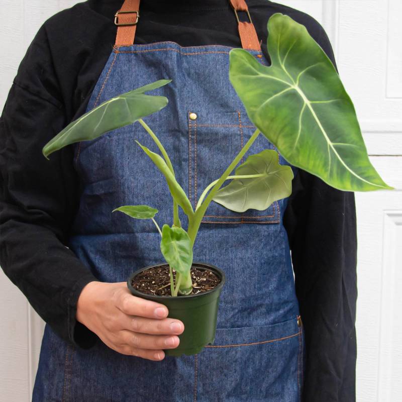 Alocasia Micholitziana Frydek