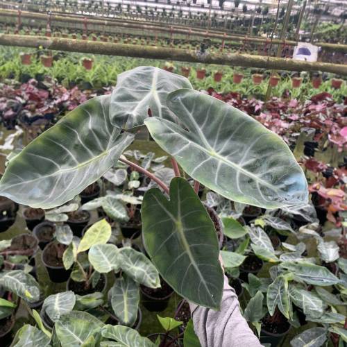 Alocasia Pink Dragon