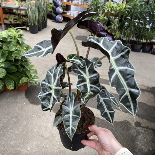 Alocasia Polly African Mask