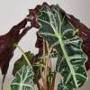 Alocasia Polly African Mask