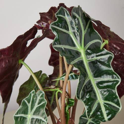 Alocasia Polly African Mask