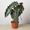 Alocasia Polly African Mask