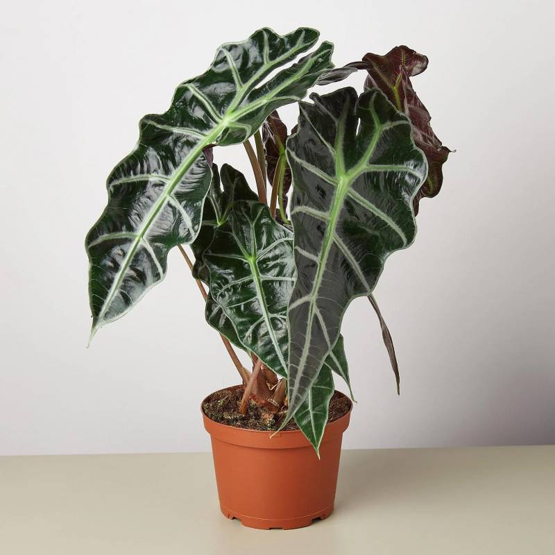 Alocasia Polly African Mask