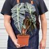 Alocasia Polly African Mask