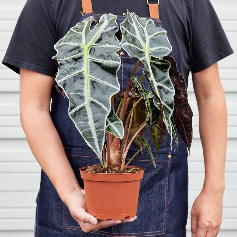 Alocasia Polly African Mask