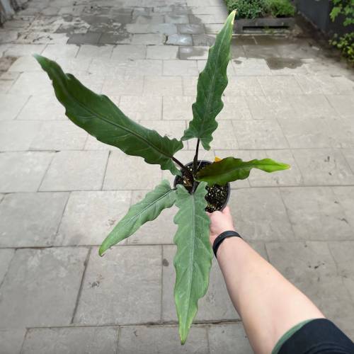 Alocasia Purple Sword