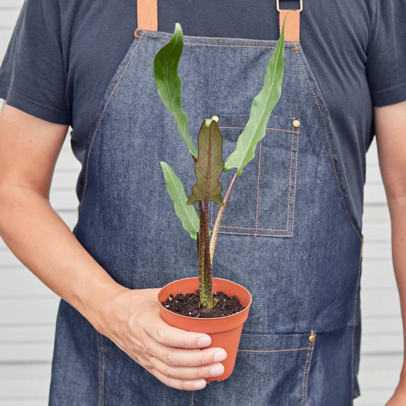 Alocasia Purple Sword