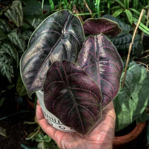 Alocasia Red Mambo