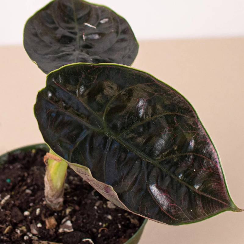 Alocasia Red Mambo