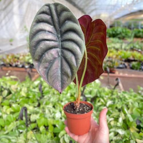 Alocasia Red Secret