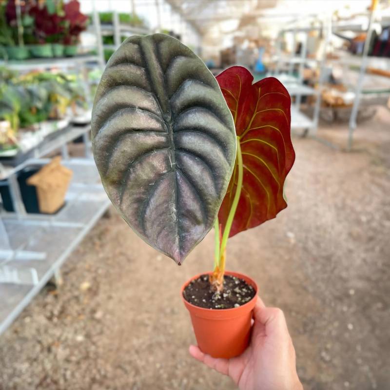 Alocasia Red Secret - Image 2