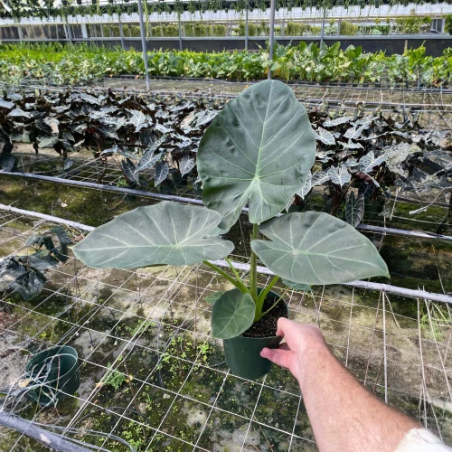 Alocasia Regal Shields