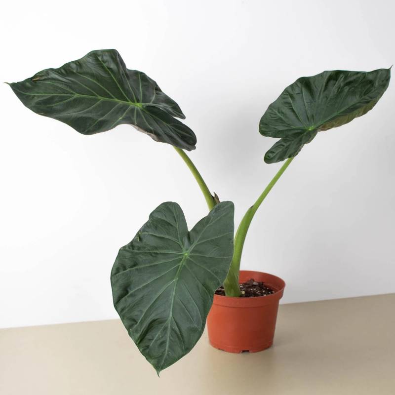 Alocasia Regal Shields