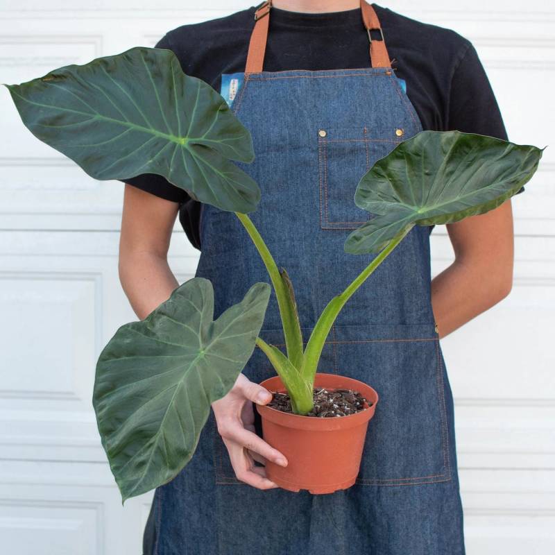 Alocasia Regal Shields