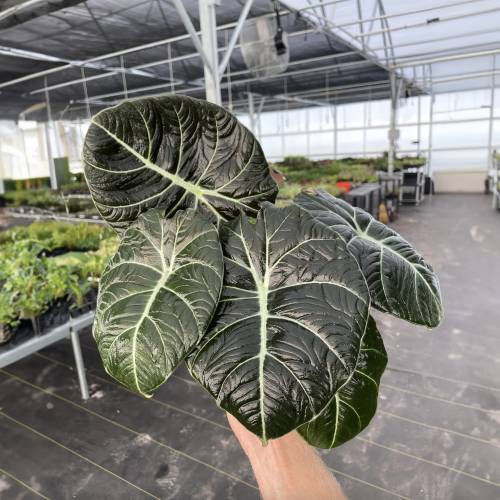 Alocasia Reginula Black Velvet