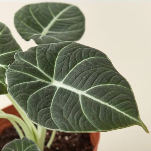 Alocasia Reginula Black Velvet