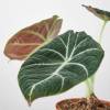 Alocasia Reginula Black Velvet