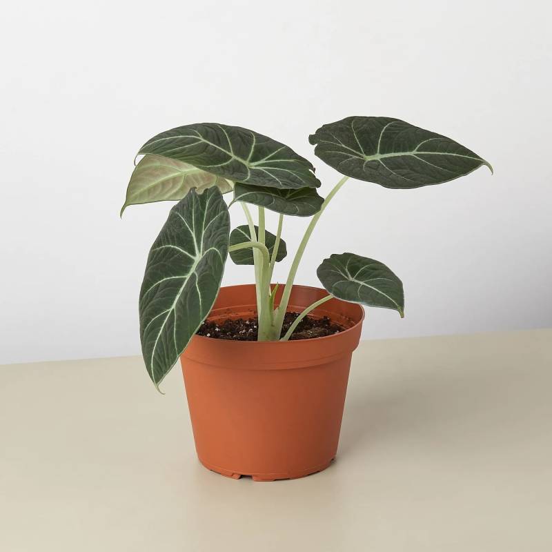 Alocasia Reginula Black Velvet