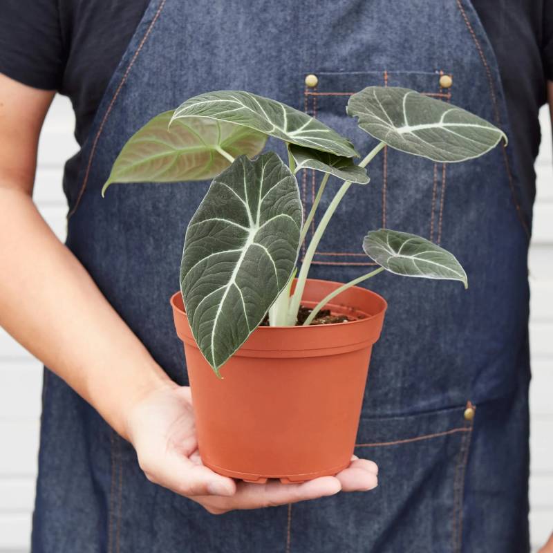 Alocasia Reginula Black Velvet