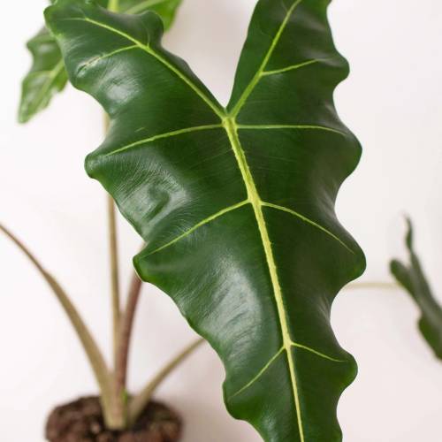 Alocasia Sarian