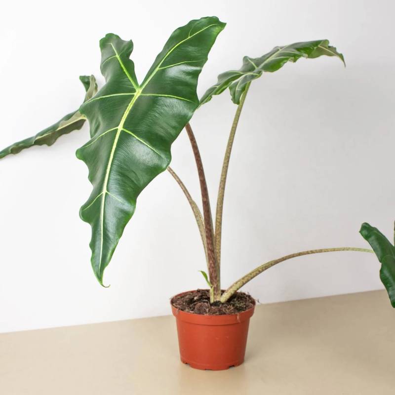 Alocasia Sarian